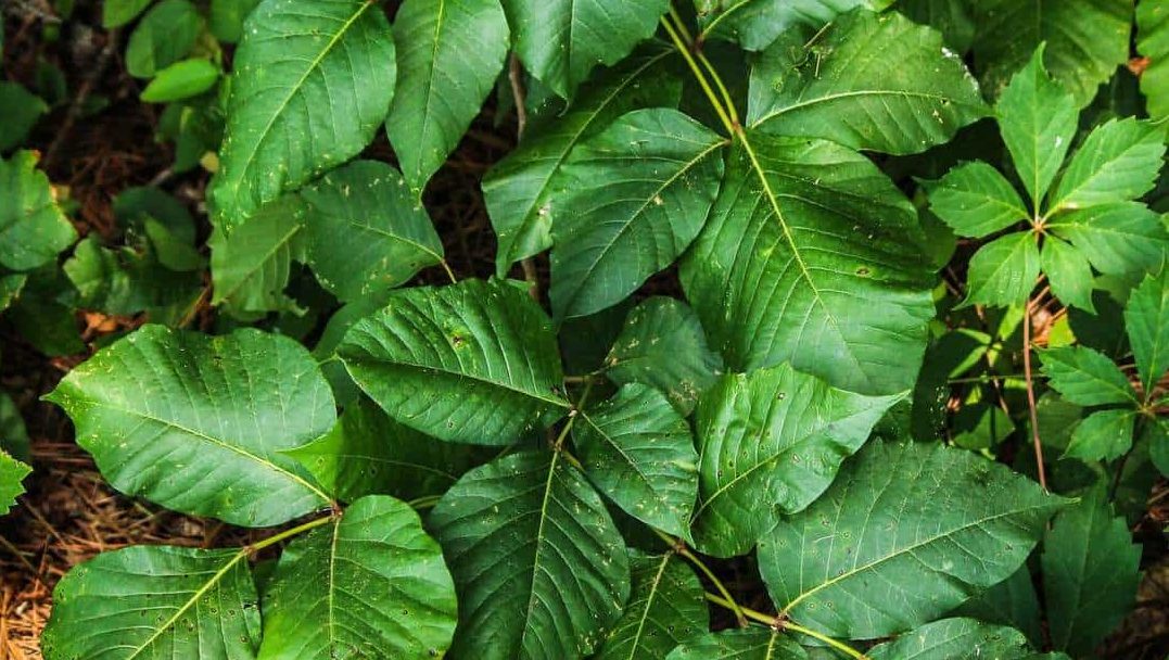 Is poison ivy contagious? - Harvard Health